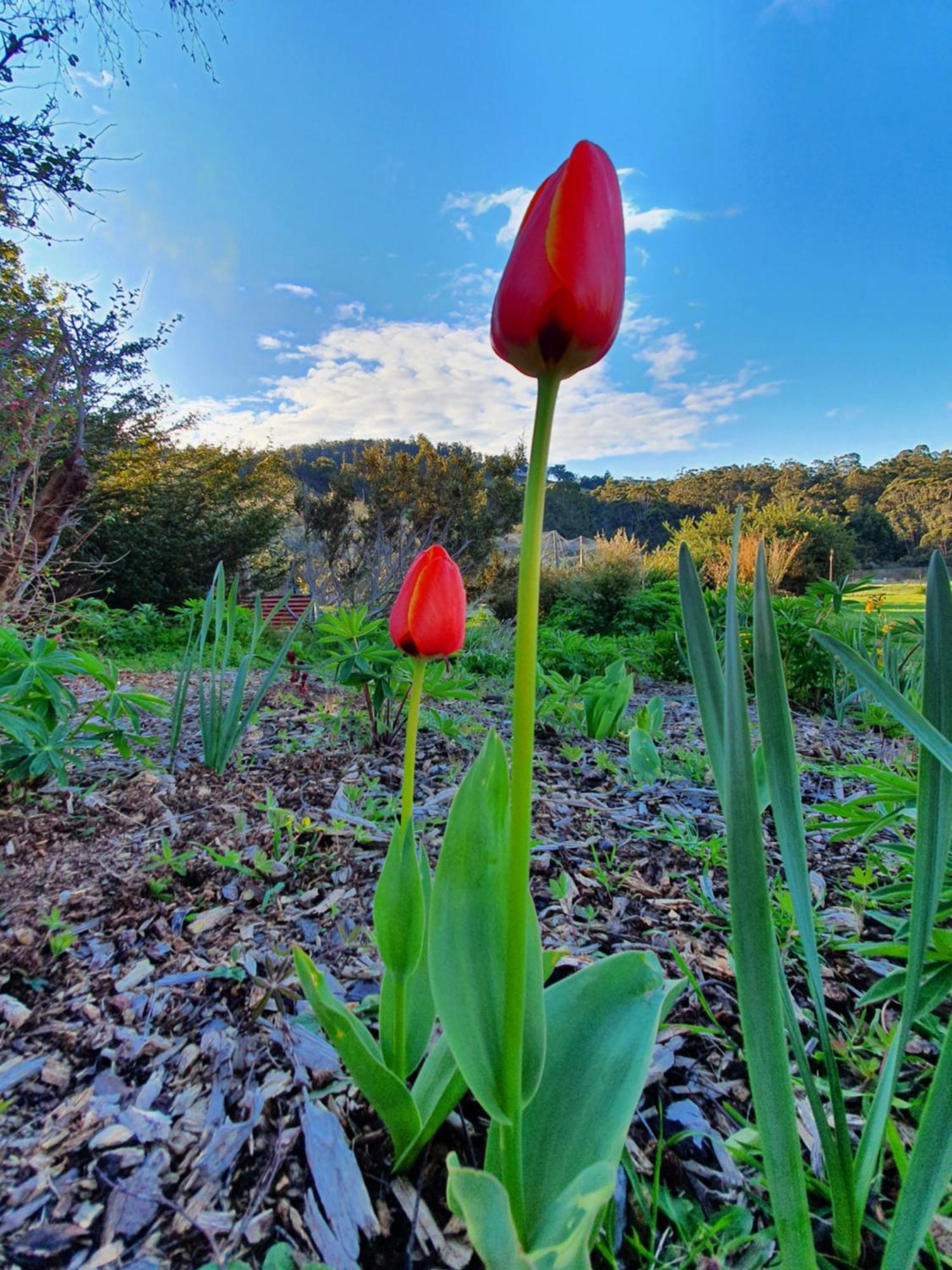 Hamlet Downs Country Accommodation Fentonbury Exterior foto