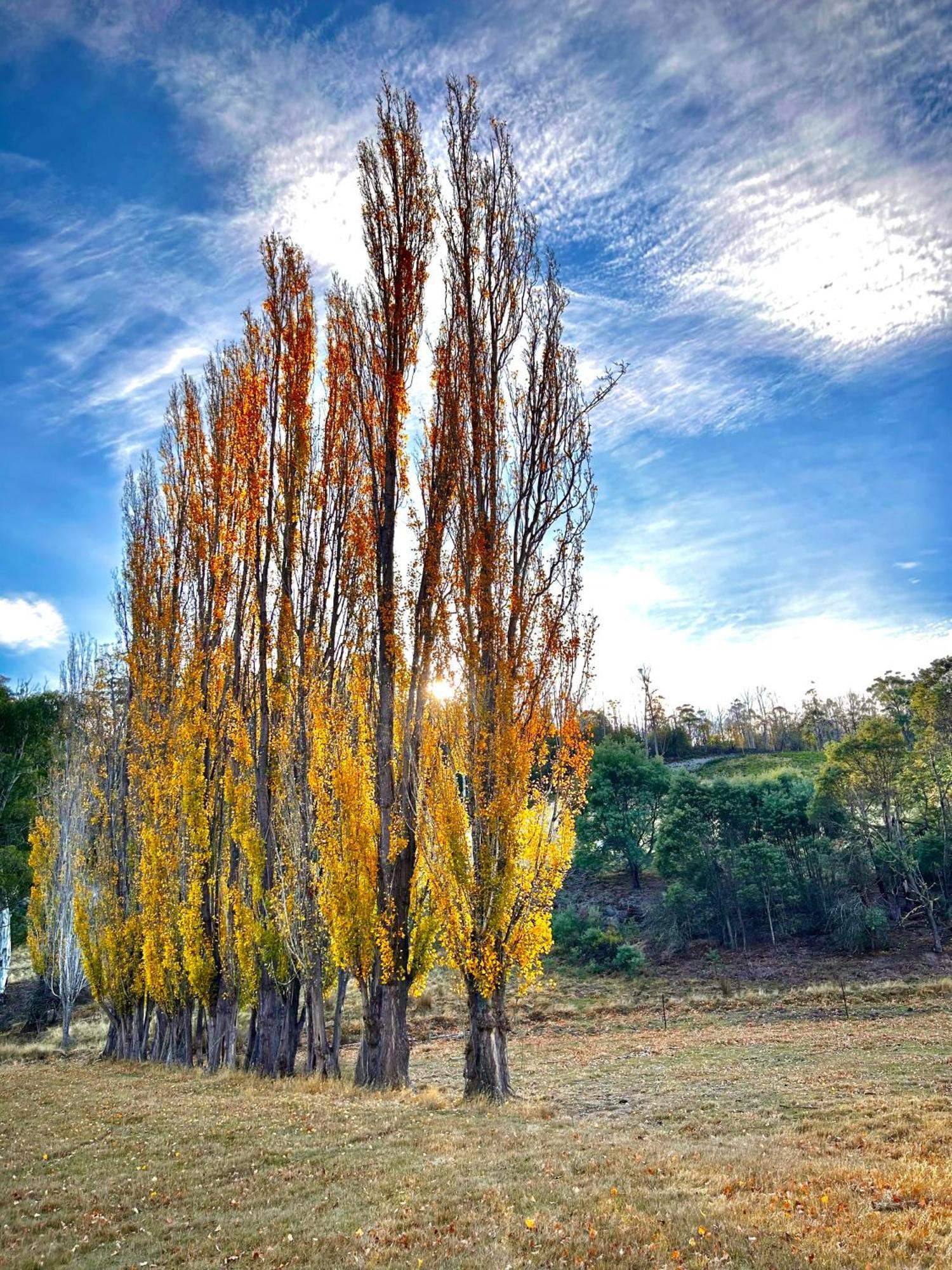 Hamlet Downs Country Accommodation Fentonbury Exterior foto