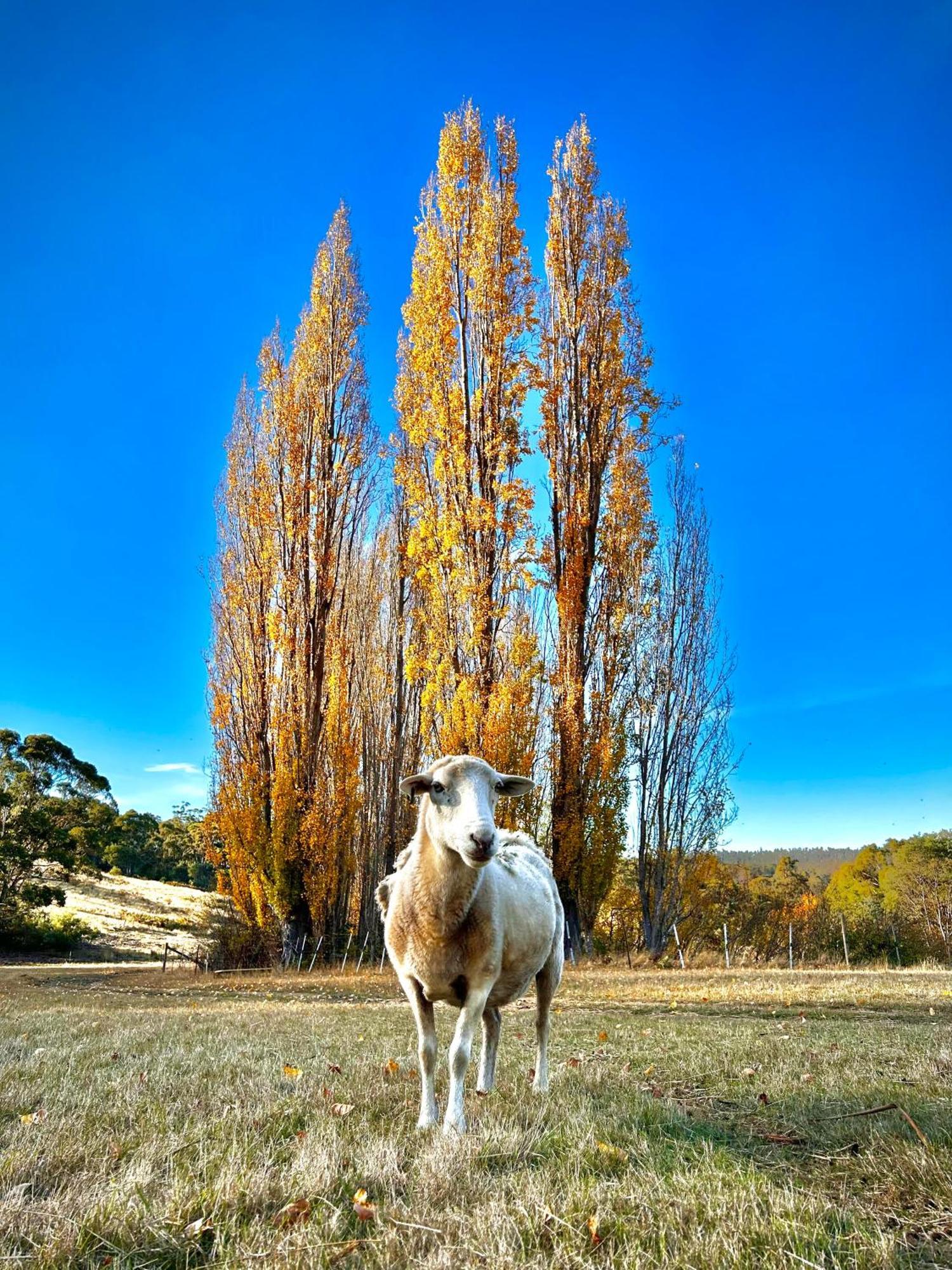 Hamlet Downs Country Accommodation Fentonbury Exterior foto